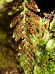 Notogrammitis heterophylla. Fertile frond, lacking hairs on the lamina surface and in the sori.
 Image: L.R. Perrie © Te Papa CC BY-NC 3.0 NZ